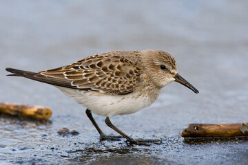 Bonapartes Strandloper, White-rumped Sandpiper, Calidris fuscicollis