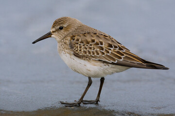 Bonapartes Strandloper, White-rumped Sandpiper, Calidris fuscicollis