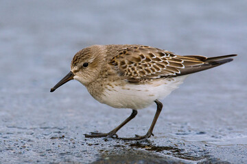 Bonapartes Strandloper, White-rumped Sandpiper, Calidris fuscicollis