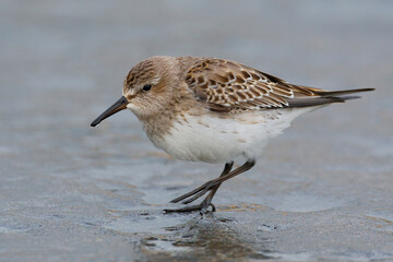 Bonapartes Strandloper, White-rumped Sandpiper, Calidris fuscicollis