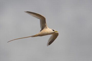 Witstaartkeerkringvogel, White-tailed Tropicbird, Phaethon lepturus