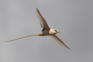 Witstaartkeerkringvogel, White-tailed Tropicbird, Phaethon lepturus