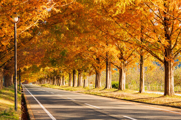 Naklejka premium マキノ高原 メタセコイア並木