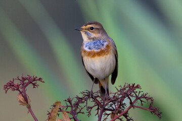 White-spotted Bluethroat, Witgesterde blauwborst, Luscinia svecica cyanecula