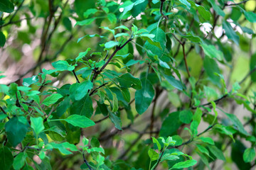 Fototapeta na wymiar Basil Plant Leaves abstract