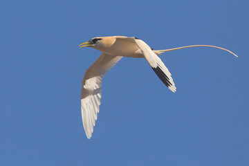 Witstaartkeerkringvogel, White-tailed Tropicbird, Phaethon lepturus