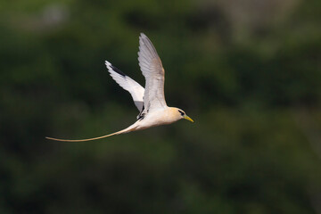 Witstaartkeerkringvogel, White-tailed Tropicbird, Phaethon lepturus