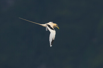 Witstaartkeerkringvogel, White-tailed Tropicbird, Phaethon lepturus
