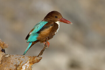 Smyrna IJsvogel, White-throated Kingfisher, Halcyon smyrnensis