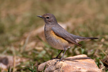 Perzische Roodborst, White-throated Robin, Irania gutturalis