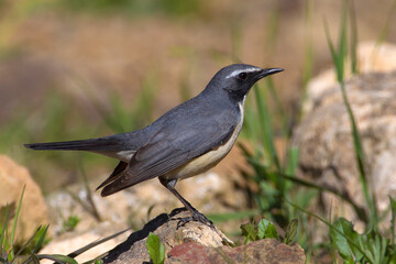 Perzische Roodborst, White-throated Robin, Irania gutturalis