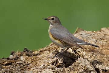 Perzische Roodborst, White-throated Robin, Irania gutturalis