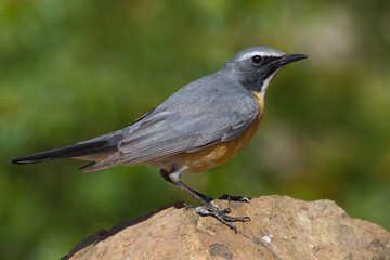 Perzische Roodborst, White-throated Robin, Irania gutturalis