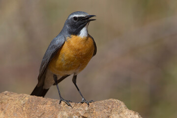 Perzische Roodborst, White-throated Robin, Irania gutturalis