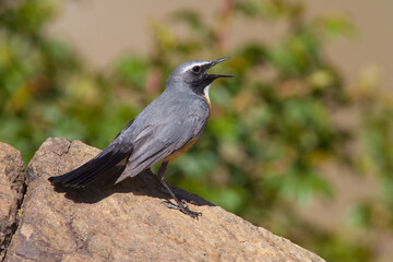 Perzische Roodborst, White-throated Robin, Irania gutturalis
