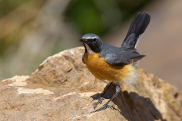 Perzische Roodborst, White-throated Robin, Irania gutturalis