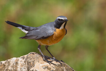 Perzische Roodborst, White-throated Robin, Irania gutturalis
