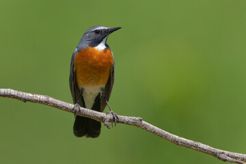 Perzische Roodborst, White-throated Robin, Irania gutturalis