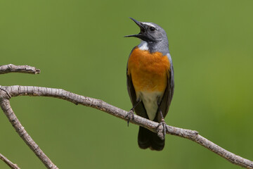 Perzische Roodborst, White-throated Robin, Irania gutturalis