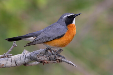 Perzische Roodborst, White-throated Robin, Irania gutturalis
