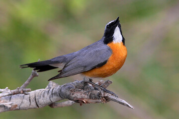 Perzische Roodborst, White-throated Robin, Irania gutturalis