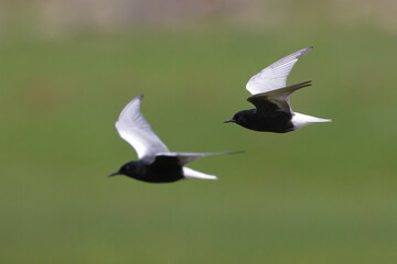 Witvleugelstern, White-winged Tern, Chlidonias leucopterus