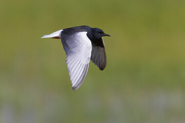 Witvleugelstern, White-winged Tern, Chlidonias leucopterus