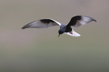 Witvleugelstern, White-winged Tern, Chlidonias leucopterus