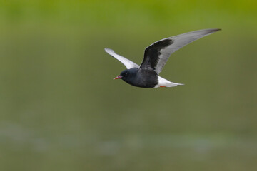 White-winged Black Tern, Witvleugelstern, Chlidonias leucopterus