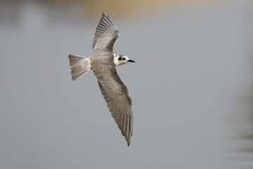 Witvleugelstern, White-wingend Black Tern, Chlidonias leucopterus