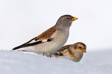 White-winged Snowfinch, Sneeuwvink, Montifringilla nivalis, Sneeuwgors, Snow Bunting, Plectrophenax nivalis
