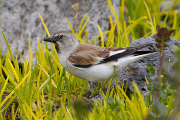 Sneeuwvink, White-winged Snowfinch, Montifringilla nivalis