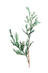 Hand-painted watercolor image of thuja branches