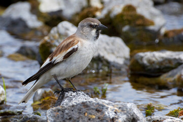 Sneeuwvink, White-winged Snowfinch, Montifringilla nivalis