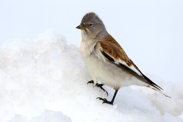 White-winged Snowfinch, Sneeuwvink, Montifringilla nivalis