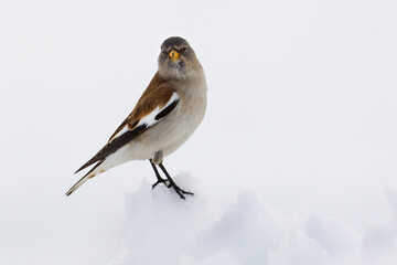 Sneeuwvink, White-winged Snowfinch, Montifringilla nivalis