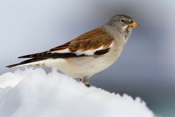 Foto auf Leinwand White-winged Snowfinch, Sneeuwvink, Montifringilla nivalis © AGAMI