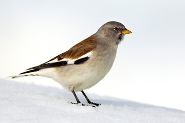 White-winged Snowfinch, Sneeuwvink, Montifringilla nivalis