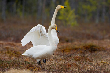 Wilde Zwaan, Whooper Swan, Cygnus cygnus