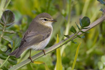 Fitis, Willow Warbler, Phylloscopus trochilus