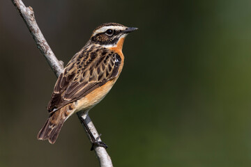 Paapje, Whinchat, Saxicola rubetra