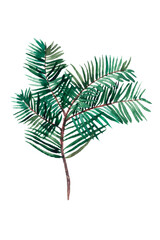 Image of hand-drawn watercolor pine branch