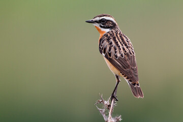 Paapje, Whinchat, Saxicola rubetra