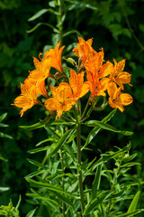 Lilium pumilum (lily) an orange spring summer flower plant, stock photo image