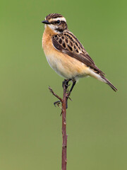 Paapje, Whinchat, Saxicola rubetra