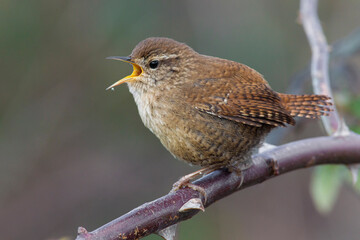 Obraz premium Winterkoning, Winter Wren, Troglodytes troglodytes