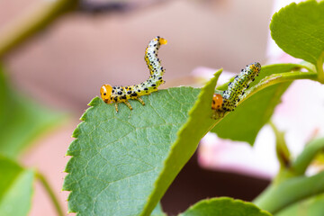 Caterpillars feeding on a green leaf. These caterpillars have an orange head and a green body. 
