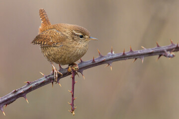 Winterkoning, Winter Wren, Troglodytes troglodytes