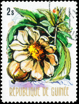 Postage stamp issued in the Guinea with the image of the Fried Egg Tree, Oncoba spinosa. From the series on Native flowers, circa 1974