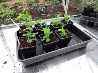 Seedling in an allotment greenhouse plastic tray showing new growth ready to be planted out in the vegetable garden